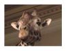 Thumbnail Geoffrey Giraffe.jpg 