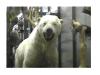 Thumbnail Polar Bear.jpg 