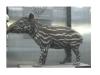 Thumbnail Tapir.jpg 