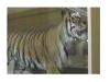 Thumbnail Tiger.jpg 