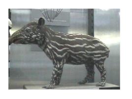 Tapir.jpg 